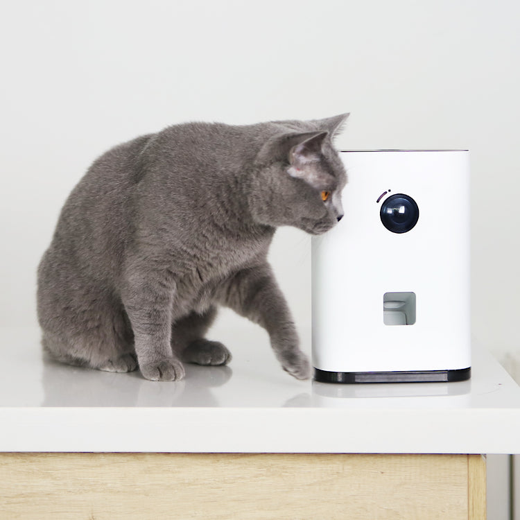 Videocamera con incentivo Pawbby