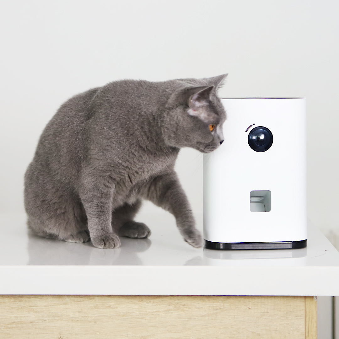 Videocamera con incentivo Pawbby