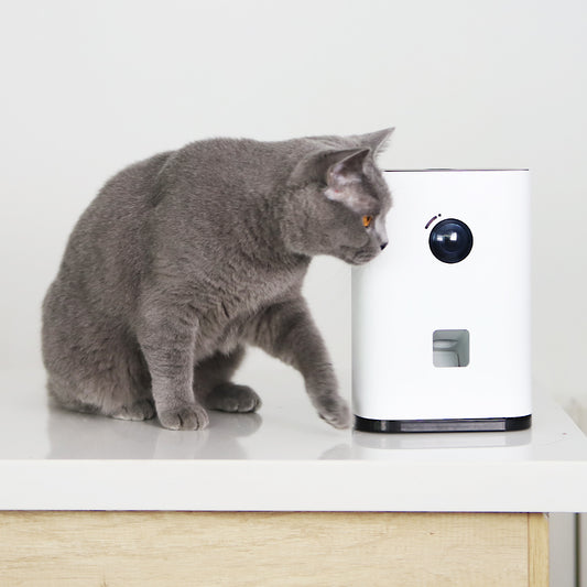 Videocamera con incentivo Pawbby